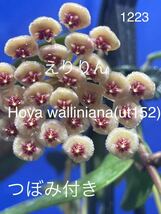 1223 ホヤ Hoya ワリニアーナ walliniana つぼみ付き 紅葉系_画像1