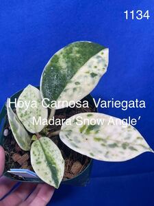 1134 斑入り ホヤ Hoya carnosa variegata madara′snow angel′ カルノーサ マダラ 