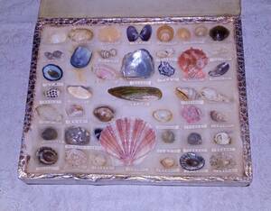 貝殻 標本 / 資料 教材 海洋学 昭和 レトロ 古民家 p co1