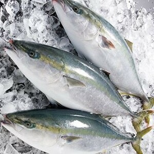 ブリ鰤 4-5kg 活き締め 愛媛 宇和海産 送料無料 北海道/沖縄/東北は別途送料 宇和海の幸問屋