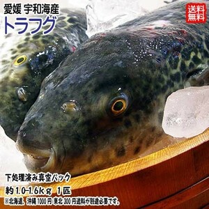 愛媛 トラフグ 約1~1.6kg 1匹 下処理済み 鍋 刺身 唐揚げ 雑炊 送料無料 宇和海の幸問屋