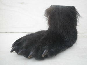 本物 ヒグマの足 ペン立て 熊の手 ひぐま 剥製 羆 北海道 熊爪　北海道 