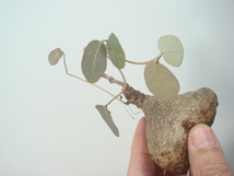 塊根植物　 phyllantmos mirabilis　 フイランシス　ミラビリス　　コーデックス　a-１９９_画像4