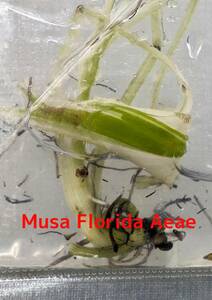 ナチュラルライフ　組織培養株　グレードA　斑入り　musa florida aeae　ムサ　フロリダ　アエアエ　No.26