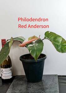【送料無料】希少品種　極美斑入り　フィロデンドロン　レッド　アンダーソン　Philodendron Red Anderson 　No.45