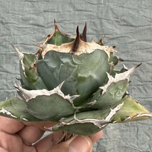 D37 アガベ　チタノタ agave titanota no name Dwarf 極上美株 優秀選抜株_画像1