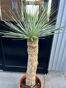 ユッカ ロストラータ Yucca rostrata ①