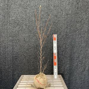シャラノキ【品番 1904】庭木・植木・鉢植え