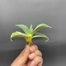 S1206-4 Agave ovatifolia Vanzie variegated white アガベ オバティフォリア バンジー　ベアリアゲティド_画像1