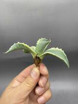 S1206-7 Agave ovatifolia Vanzie variegated white アガベ オバティフォリア バンジー　ベアリアゲティド_画像2