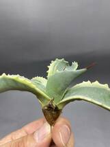 S1206-7 Agave ovatifolia Vanzie variegated white アガベ オバティフォリア バンジー　ベアリアゲティド_画像8