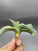 S1206-7 Agave ovatifolia Vanzie variegated white アガベ オバティフォリア バンジー　ベアリアゲティド_画像9