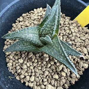 ★奈研★サボテン・多肉植物★559★ハオルシア 鬼瓦　Haworthia nigra hyb. 約W5.5cm