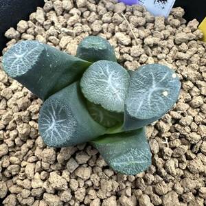 ★奈研★サボテン・多肉植物★738★ハオルシア　万象　武蔵　カキコ　Haworthia　maughanii　 約W3.3cm