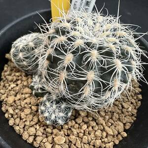 ★奈研★サボテン・多肉植物★771★ギムノカリキュウム　白刺羅星丸　Gymnocalycium　bruchii　v.albuspinus 約W5.8 cm