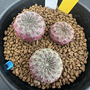 ★奈研★サボテン・多肉植物★961★スルコレブチア ラウシー　実生　Sulcorebutia　rauschii　約W2.0～2.6cm