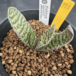 ★奈研★サボテン・多肉植物★993★ガステリア ディスティカ Gasteria　disticha　約W5.2cm