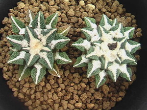 ★奈研★サボテン・多肉植物★448★黒牡丹　　Ariocarpus(Roseocactus)kotschoubeyanus　実生2本植え　約W3.7-3.8cm