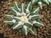 ★奈研★サボテン・多肉植物★448★黒牡丹　　Ariocarpus(Roseocactus)kotschoubeyanus　実生2本植え　約W3.7-3.8cm_画像3