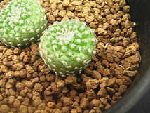 ★奈研★サボテン・多肉植物★617★コピアポア　ラウイー　Copiapoa　lauii　約W2.0-2.3 cm_画像3