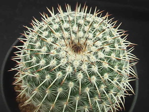 ★奈研★サボテン・多肉植物★637★ マミラリア　あざらし　実生　Mammillaria　parkinsonii v.spinocior　約W 6.7cm