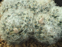 ★奈研★サボテン・多肉植物★801★ マミラリア　白洋丸　カキ仔Mammillaria bocasana v. sericata　　約W4.5cm_画像2