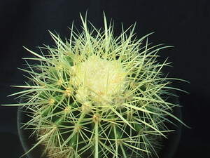 ★奈研★サボテン・多肉植物★809★ エキノカクタス　金鯱　実生　Echinocactus　grusonii　約W 10.1cm