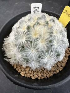 ★奈研★サボテン・多肉植物★726★マミラリア　白星　菊華模様　Mammillaria plumosa　約W5.8cm