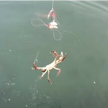 5個セット カニ釣り仕掛け 蟹釣り かに釣り かにつり 蟹つり カニつり カニ網み ワタリガニ ガザミ イシガニ トゲクリガニ 毛ガニ_画像8