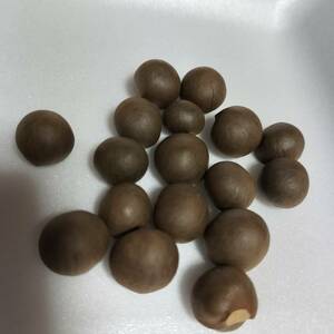 お茶の実　お茶の種　お茶の木　おちゃぼぼ　１０個