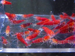 Golden-shrimp　　ハイグレードレッドゴールデンアイ30匹繁殖セット　発送日は金土日のみ