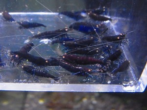 Golden-shrimp　　ブラックダイヤゴールデンアイ赤錆系水槽より30匹繁殖セット　発送日は金土日のみ
