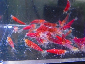 Golden-shrimp　　ハイグレードレッドゴールデンアイ30匹繁殖セット　発送日は金土日のみ