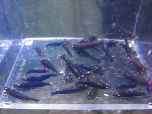 Golden-shrimp　　ブラックダイヤゴールデンアイ赤錆系水槽より30匹繁殖セット　発送日は金土日のみ