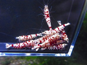 Golden-shrimp　　特選タイガービー（太極）♂3♀7（抱卵1匹）10匹ブリードセット　発送日は金土日のみ
