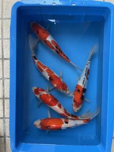 同梱不可　錦鯉　2歳　上野養魚場産　昭和三色　大正三色　5匹セット　30㎝〜34㎝