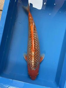  Kyushu convention victory common carp colored carp 2 -years old finest quality. change common carp .! The * whole body deer. .! circle .. common carp place production deer. .. yellow 49.5. unknown 