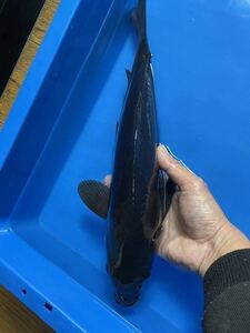 3匹まで同梱可　錦鯉　締め2歳　漆黒のカラス鯉　40㎝ オス