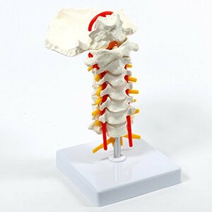 【frugolio casa】 ?頚椎模型 頚椎モデル 直立 スタンド 付 - 1.4578