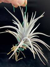 ティランジア Tillandsia barrosoae ブラジル チランジア_画像1