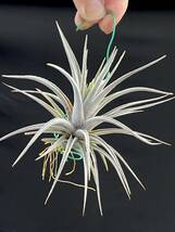 ティランジア Tillandsia barrosoae ブラジル チランジア_画像9