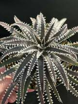 Dyckia BBB Bill Baker's hybrid from Bryan Chan_画像2