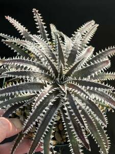 Dyckia BBB Bill Baker's hybrid from Bryan Chan