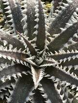 Dyckia BBB Bill Baker's hybrid from Bryan Chan_画像9