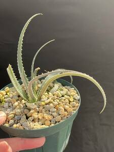 ディッキア Dyckia 'Satith' from Thailand