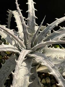 ディッキア Dyckia ‘Kahakai’ Bill Baker’s hybrid from Hawaii 