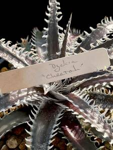 ディッキア Dyckia ‘Cheetah’ Bill Baker's hybrid from Bryan Chan タグ付き ターザンシリーズ