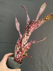 ビルベルギア Billbergia ‘Color Zone’ Grant Groves hybrid from Bryan Chan 子株付き