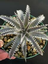 ディッキア Dyckia GAA Bill Baker's hybrid from Bryan Chan タグ付き_画像2