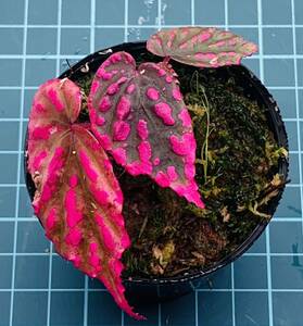 ①ベゴニア ネグロセンシス Begonia negrosensis 【ベゴニア パルダリウム テラリウム アルゴステマ 苔 ジュエルオーキッド】